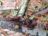 Exidia crenata image