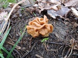 Gyromitra korfii image