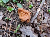 Gyromitra korfii image