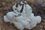 Abortiporus biennis image