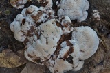 Abortiporus biennis image