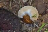 Ganoderma sessile image