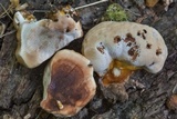 Ganoderma sessile image
