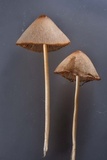 Conocybe apala image