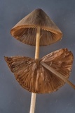 Conocybe apala image