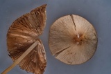 Conocybe apala image