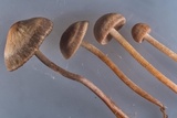 Panaeolus cinctulus image
