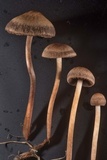 Panaeolus cinctulus image