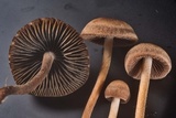 Panaeolus cinctulus image
