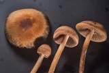 Panaeolus cinctulus image