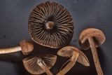 Panaeolus cinctulus image