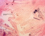 Gyromitra esculenta var. alba image
