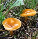 Hygrocybe psittacina var. perplexa image