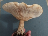 Melanoleuca verrucipes image