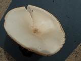 Melanoleuca verrucipes image