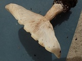 Melanoleuca verrucipes image