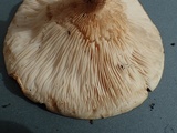 Melanoleuca verrucipes image