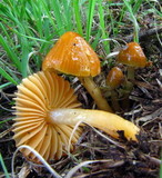 Hygrocybe psittacina var. perplexa image
