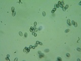 Melanoleuca verrucipes image