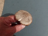 Pluteus primus image