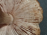Pluteus primus image