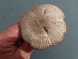 Pluteus primus image