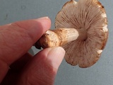 Pluteus primus image