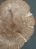 Pluteus primus image