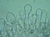 Pluteus primus image