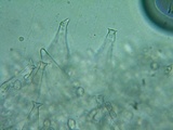 Pluteus primus image