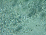 Pluteus primus image