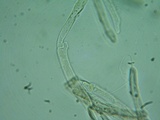 Pluteus primus image