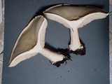 Melanoleuca verrucipes image