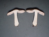 Pluteus primus image