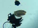 Stictis radiata image