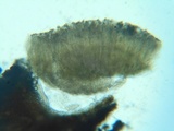 Stictis radiata image