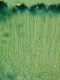 Stictis radiata image