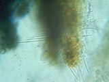 Stictis radiata image