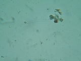 Stictis radiata image