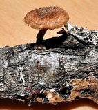 Phaeomarasmius erinaceus image