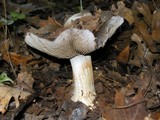Cortinarius glaucopus image