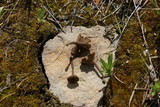 Arrhenia obscurata image