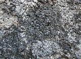 Phaeophyscia decolor image