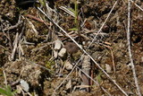 Arrhenia obscurata image