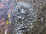 Phaeophyscia hispidula image