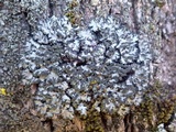 Phaeophyscia hispidula image