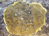 Caloplaca aurantia image