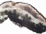 Caloplaca aurantia image