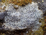 Verrucaria muralis image