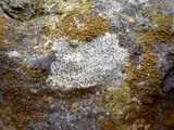 Verrucaria muralis image